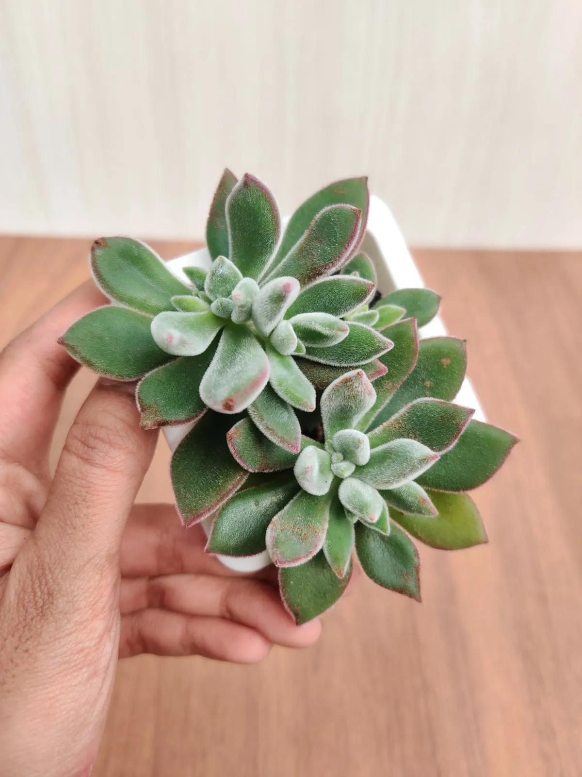 Echeveria Pulvinata 'Ruby' (Chenille Plant) Succulent Plant