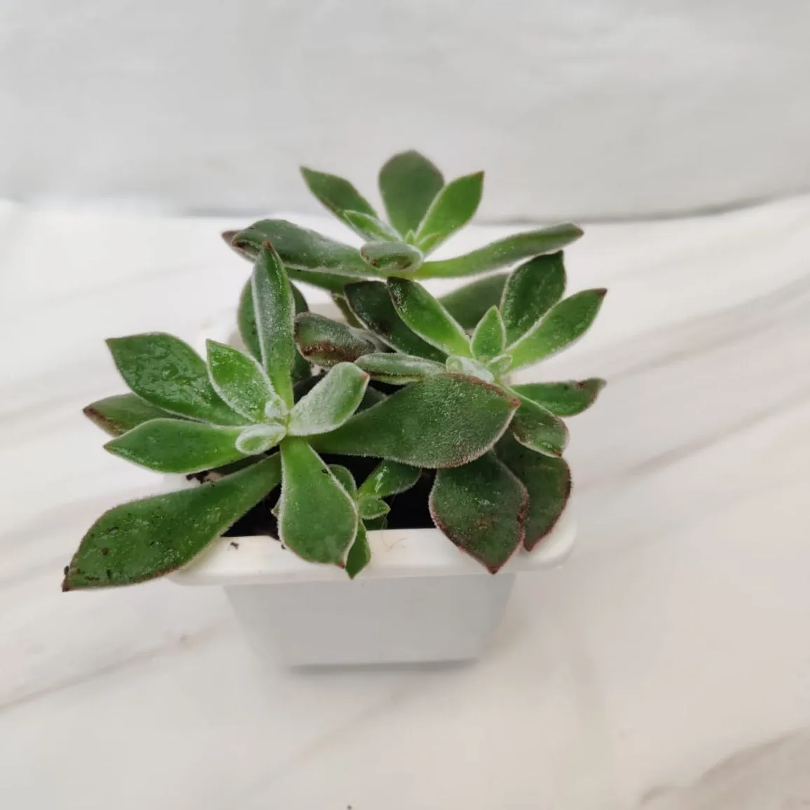 Echeveria Pulvinata 'Ruby' (Chenille Plant) Succulent Plant