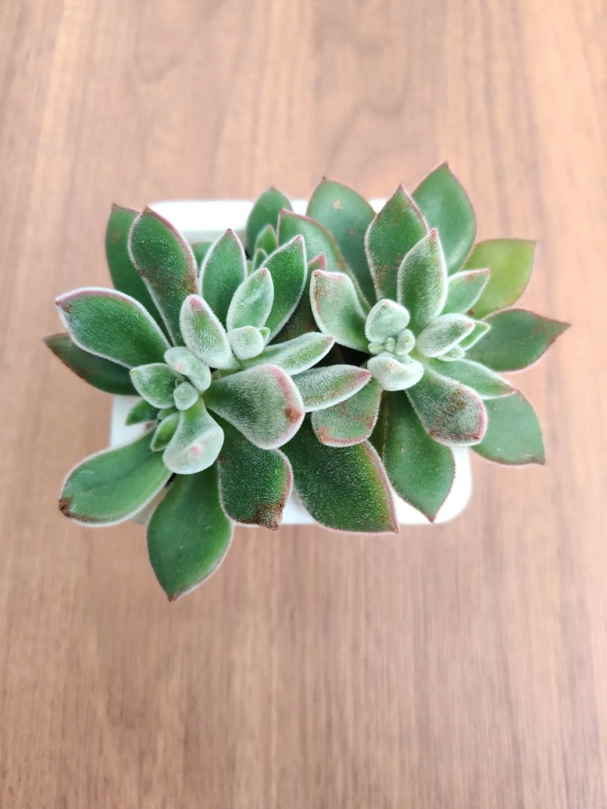 Echeveria Pulvinata 'Ruby' (Chenille Plant) Succulent Plant